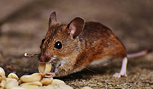 24 Hour & Emergency Exterminators in Sheridan, OR